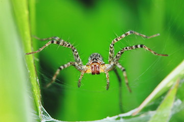 Macro Photography of Jumping Spider on Green Leaf for background