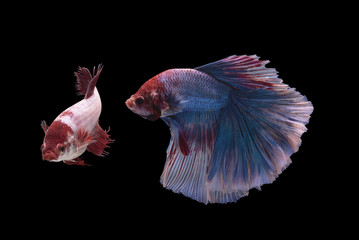 Betta Fish