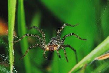 Macro Photography of Jumping Spider on Green Leaf for background