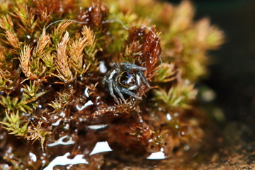 Macro Photography of Jumping Spider on old moss in nature for background