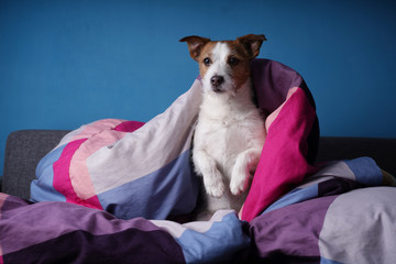 Dog in bed on colored linens. The pet is relaxing, resting.