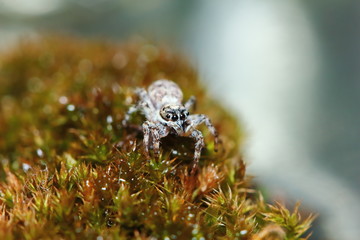 Macro Photography of Jumping Spider on old moss in nature for background