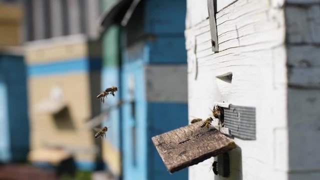 hardworking bees bring nectar to their hive for honey and honeycombs spring, a warm sunny day, season, organic business