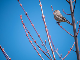 bird on a tree branch