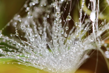 beautiful drop on spider web or seed plant  in nature for backgroud