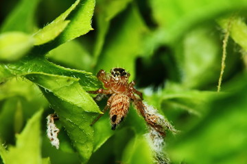 Macro Photography of Jumping Spider on Green Leaf