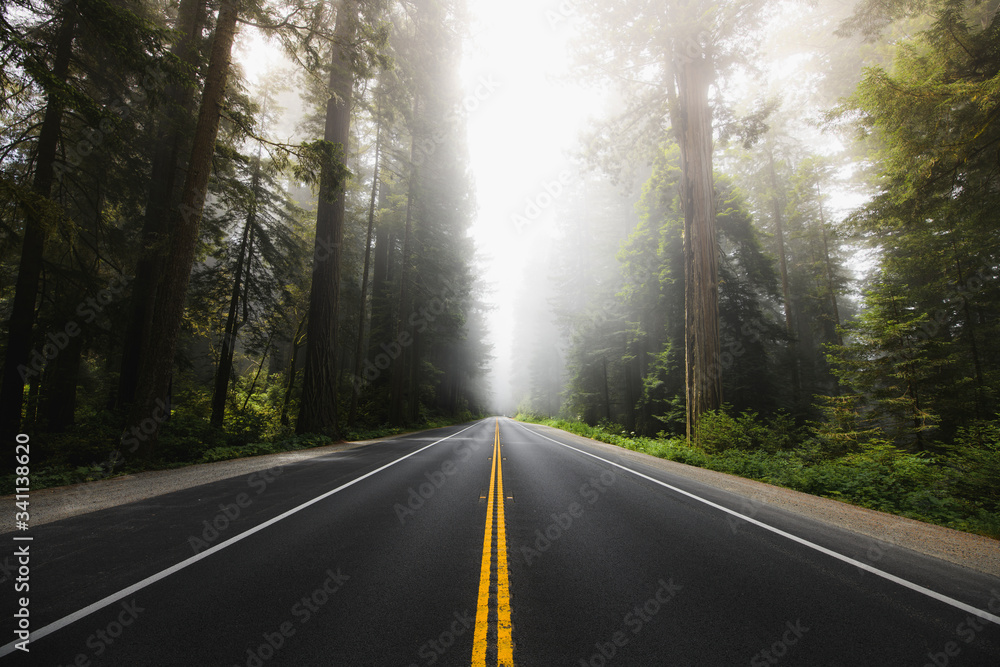 Wall mural scenic road in redwood national forest