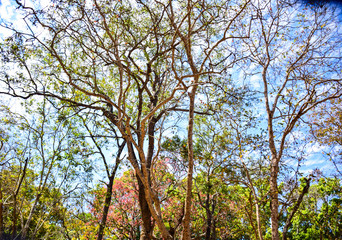 trees in the forest