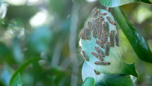 ドクガ 毒蛾 チャドクガ 茶毒蛾 ケムシ 毛虫