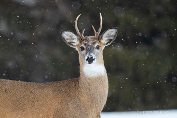 Obraz premium white tail deer