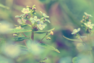 Beautiful fragrant blooming Myosotis, on a spring day, on a blurred background. Filtered photo. Macro.