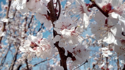 Apricot flowers.  Snow on the branches.  Trees on sky background