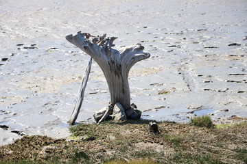It's a driftwood stump turned upside down.  Someone else did this.  Still cool.