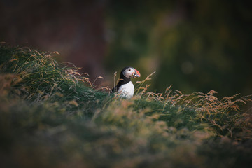 Cute puffin bird