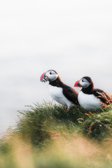 Cute puffin birds