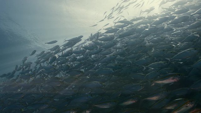A large flock of Yellowstripe Scad (Selaroides leptolepis), swims in the sunlight in the blue water, slow motion Raja Ampat, Indonesia
