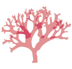 This is a red algae in the sea.