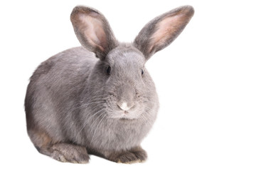 Close-up side view of a gray rabbit in white background