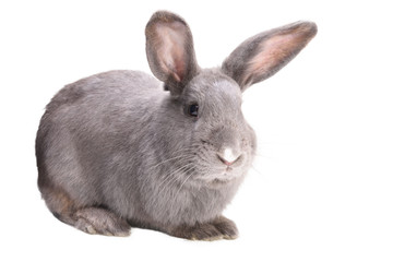 Close-up side view of a gray rabbit in white background