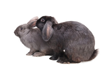 Side view of a gray rabbit and a black rabbit