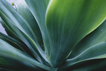 Green plants background