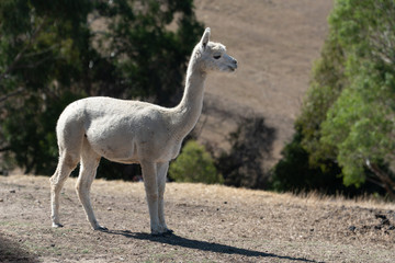 A standing white alpaca