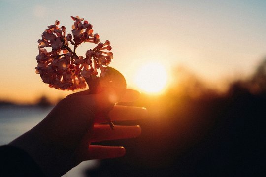Cropped Hand Holding Flowers Against Sky During Sunset
