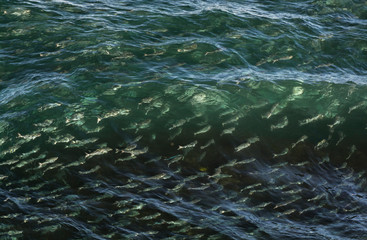 Salmons in the ocean, Sydney Australia