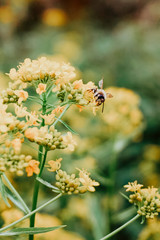 Bee on yellow flowers