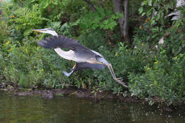great blue heron