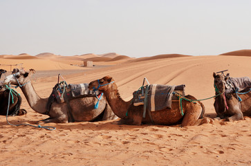 Fototapeta premium Camels in the Sahara