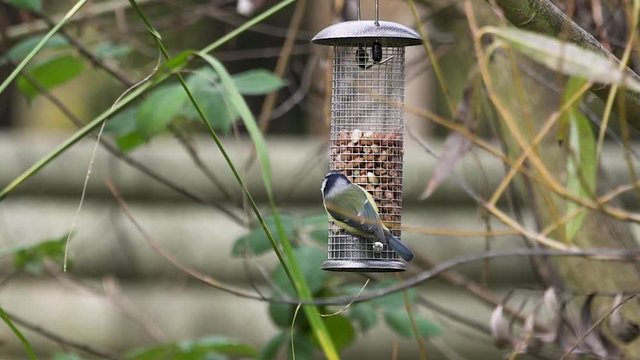 blue tit feeding on peanuts from garden bird feeder