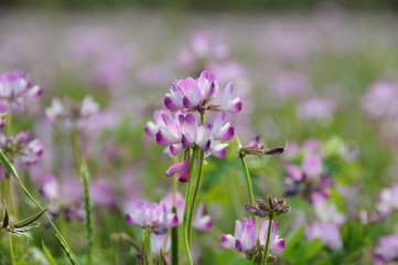 れんげ草畑　鹿児島県　出水市