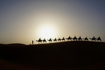 Naklejka na ściany i meble Camels in the Sahara