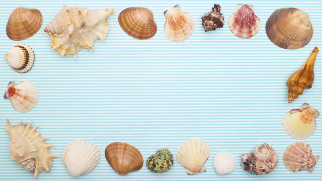 Seashells frame appear on blue background - Stop motion 