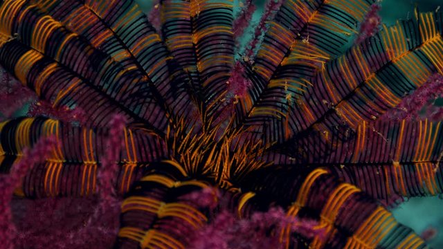 A bang buter sawtooth feather star (Oligometra serripinna) sits on a soft coral, Raja Amat, Indonesia