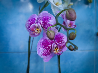 orchid on blue background. Dendrobium bigibbum, commonly known as the Cooktown orchid or mauve...