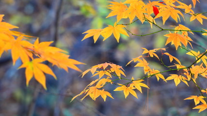 아름다운 가을단풍