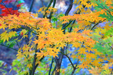 아름다운 가을단풍