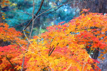 아름다운 가을단풍