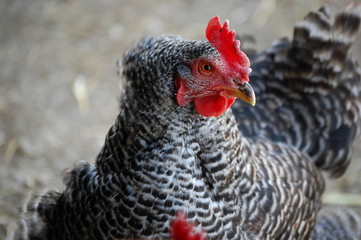 free range chicken barred black and white
