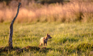 leones, fauna, leona, animal, safari, inhospitalario, naturaleza, mamífero, felinos, depredador, cachorro, césped, sabanas, bebé, chacal, kenia, ciervo, caceria, carnivoros, sabanas, tanzania, gato se
