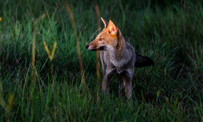 zorra, animal, rojo, fauna, mamífero, naturaleza, inhospitalario, depredador, pelaje, vulpes vulpes, vulpes, carnivoros, cuca, césped, canino, cachorro, perro, caceria, retrato, chacal, británico