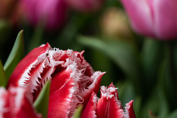 Red tulips. Decorative red tulips close up photography. Macro photography of decorative red tulips in New York City, in Central Park in Manhattan. 