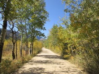 Fall Tree Colors Colorado 5
