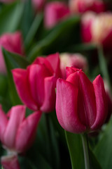 Red tulips. Decorative red tulips close up photography. Macro photography of decorative red tulips in New York City, in Central Park in Manhattan. 