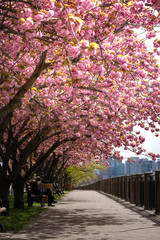 Pink cherry blossom, close up macro photography. Pink petals, flowers leaves. Pink sakura in New York City. Pink sakura cherry blossom photography. 