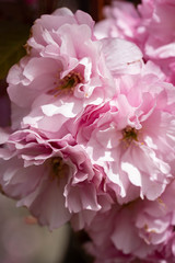 Pink cherry blossom, close up macro photography. Pink petals, flowers leaves. Pink sakura in New York City. Pink sakura cherry blossom photography. 