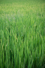 close up of yellow-green rice fields.