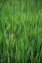 Fototapeta na wymiar close up of yellow-green rice fields.